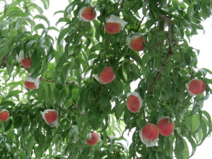 収穫前の早生桃