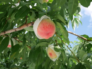 桃の果実